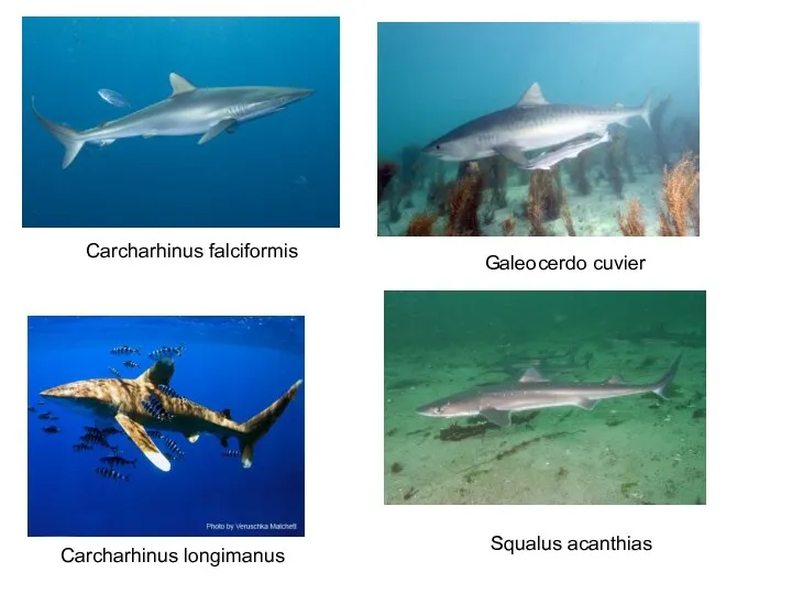 Galeocerdo cuvier Carcharhinus falciformis Carcharhinus longimanus Squalus acanthias
