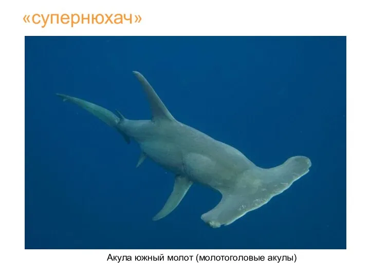 Акула южный молот (молотоголовые акулы) «супернюхач»