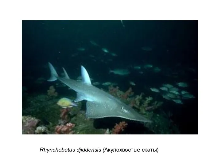 Rhynchobatus djiddensis (Акулохвостые скаты)