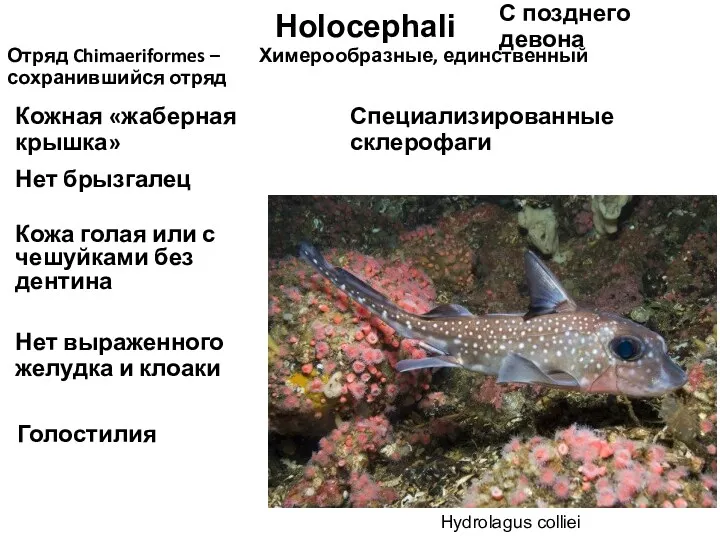 Отряд Chimaeriformes – Химерообразные, единственный сохранившийся отряд Holocephali С позднего