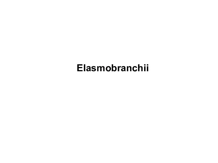 Elasmobranchii