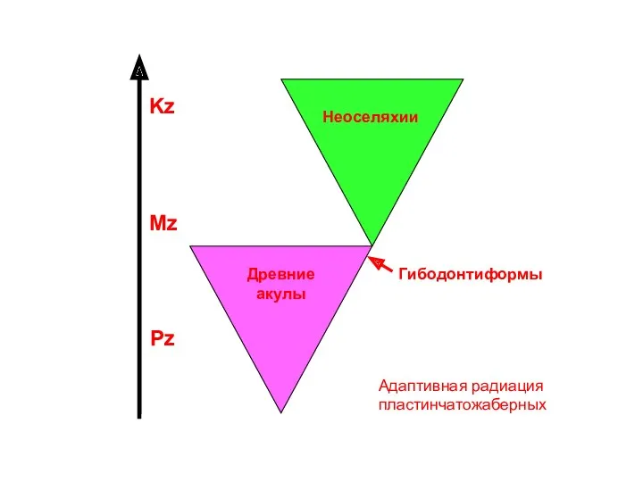 Неоселяхии Древние акулы Pz Mz Kz Адаптивная радиация пластинчатожаберных Гибодонтиформы