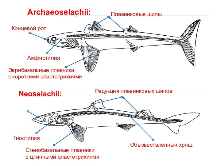 Archaeoselachii: Плавниковые шипы Концевой рот Эврибазальные плавники с короткими эластотрихиями