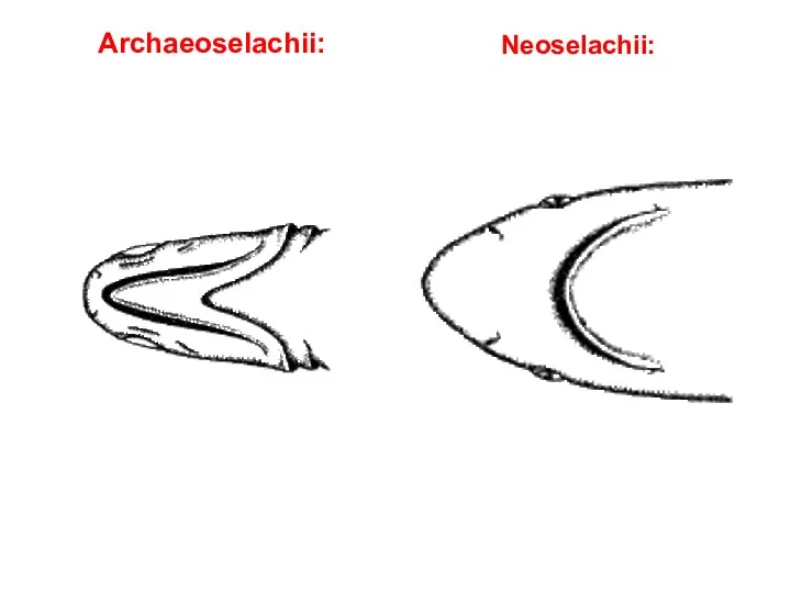 Archaeoselachii: Neoselachii: