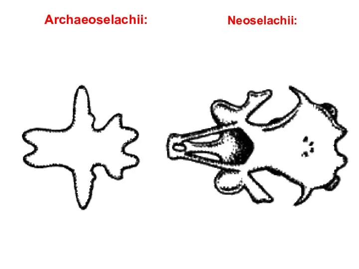 Archaeoselachii: Neoselachii: