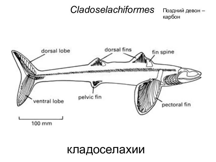 кладоселахии Cladoselachiformes Поздний девон – карбон