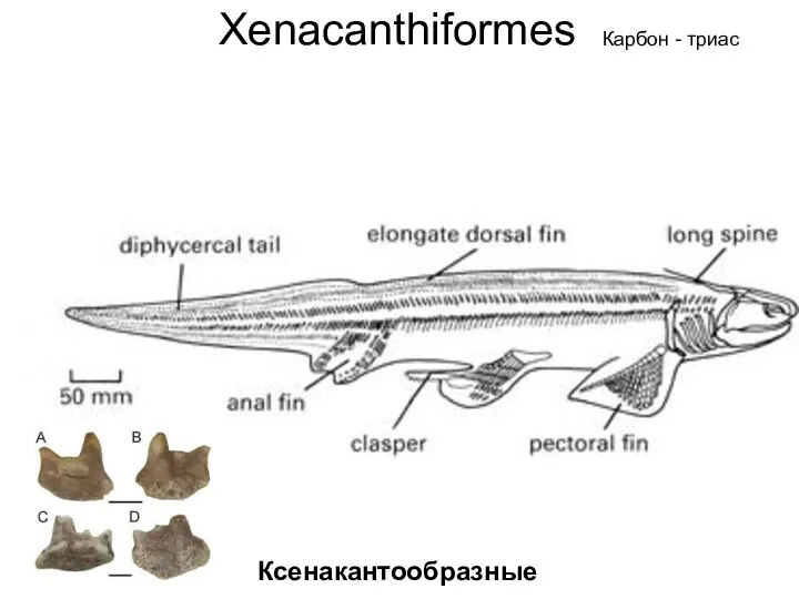 Xenacanthiformes Ксенакантообразные Карбон - триас