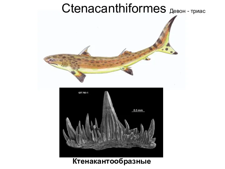 Сtenacanthiformes Девон - триас Ктенакантообразные