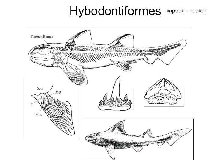 Hybodontiformes карбон - неоген
