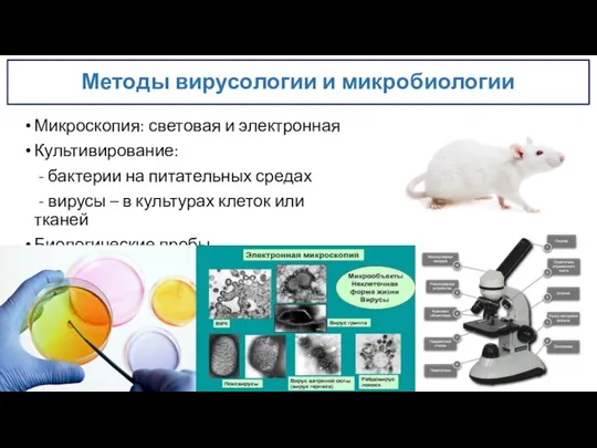 Методы вирусологии и микробиологии Микроскопия: световая и электронная Культивирование: -