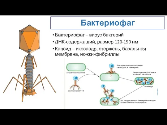 Бактериофаг – вирус бактерий ДНК-содержащий, размер 120-150 нм Капсид – икосаэдр, стержень, базальная мембрана, ножки-фибриллы Бактериофаг