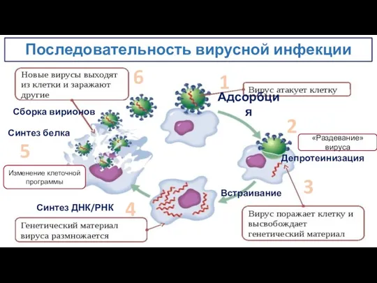 Последовательность вирусной инфекции Адсорбция Депротеинизация 1 «Раздевание» вируса 2 3