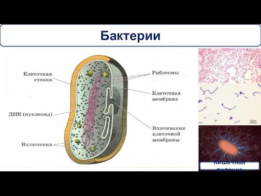 Бактерии Кишечная палочка
