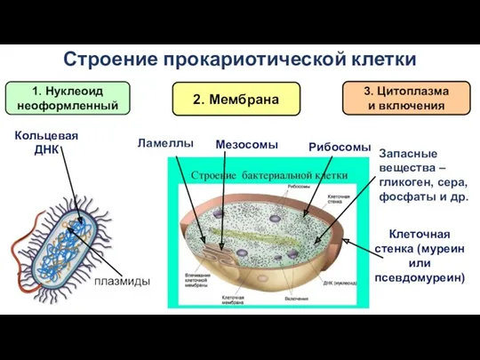 Строение прокариотической клетки 1. Нуклеоид неоформленный 2. Мембрана 3. Цитоплазма