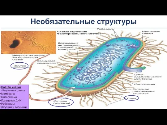 Необязательные структуры Состав клетки: Клеточная стенка Мембрана Цитоплазма Кольцевая ДНК Рибосомы Жгутики и ворсинки