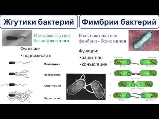 Жгутики бактерий Фимбрии бактерий В составе жгутика белок флагеллин В