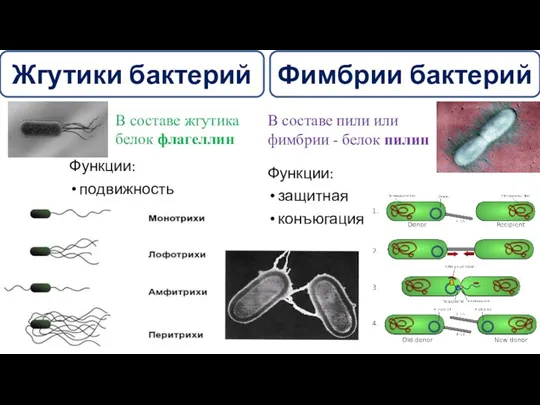 Жгутики бактерий Фимбрии бактерий В составе жгутика белок флагеллин В составе пили или