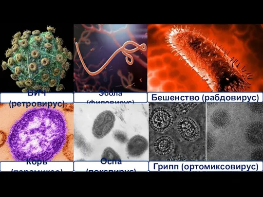 Эбола (филовирус) ВИЧ (ретровирус) Корь (парамиксо) Оспа (поксвирус) Бешенство (рабдовирус) Грипп (ортомиксовирус)