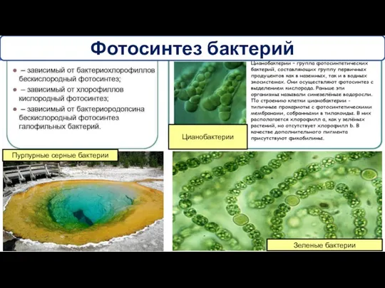 Фотосинтез бактерий Пурпурные серные бактерии Зеленые бактерии Цианобактерии