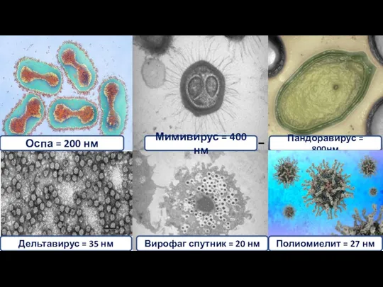 Оспа = 200 нм Пандоравирус = 800нм Мимивирус = 400 нм Вирофаг спутник