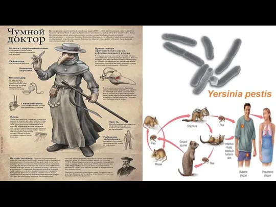 Yersinia pestis