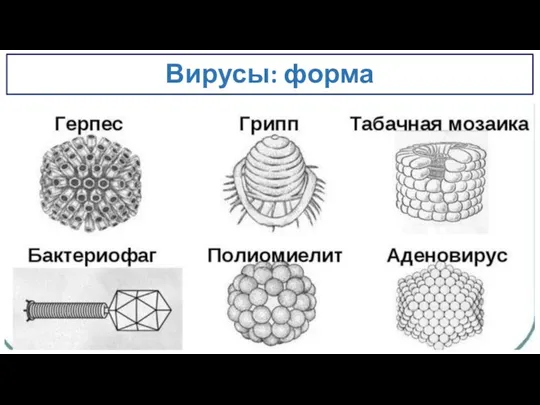 Вирусы: форма