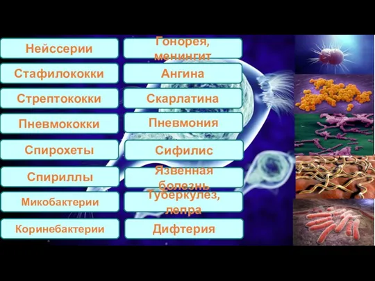 Нейссерии Спирохеты Стафилококки Стрептококки Пневмококки Спириллы Микобактерии Коринебактерии Гонорея, менингит Ангина Скарлатина Пневмония