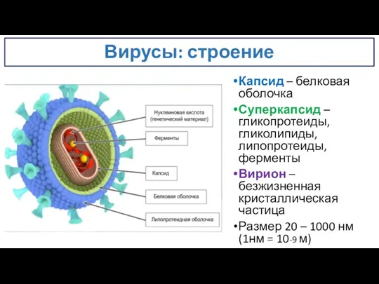 Вирусы: строение Капсид – белковая оболочка Суперкапсид – гликопротеиды, гликолипиды, липопротеиды, ферменты Вирион