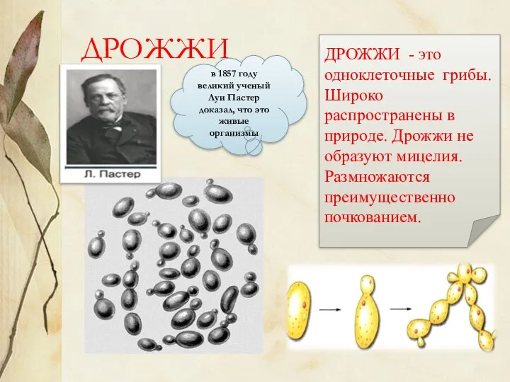 ДРОЖЖИ - это одноклеточные грибы. Широко распространены в природе. Дрожжи