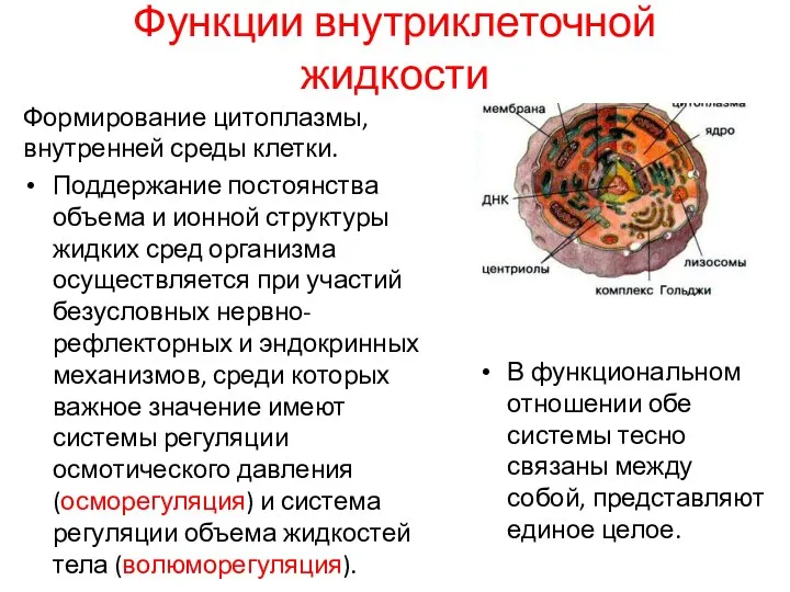 Функции внутриклеточной жидкости Формирование цитоплазмы, внутренней среды клетки. Поддержание постоянства