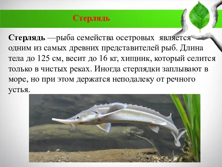 Стерлядь —рыба семейства осетровых является одним из самых древних представителей