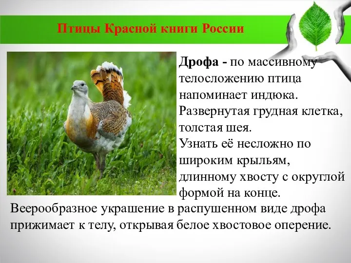 Птицы Красной книги России Дрофа - по массивному телосложению птица