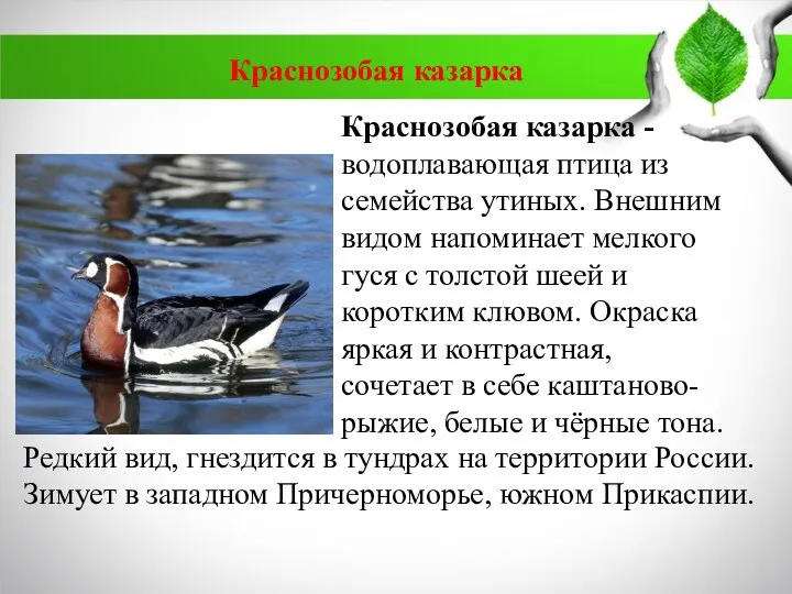 Краснозобая казарка - водоплавающая птица из семейства утиных. Внешним видом