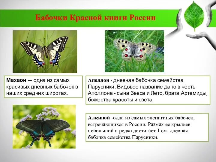 Аполлон - дневная бабочка семейства Парусники. Видовое название дано в