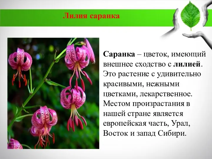 Саранка – цветок, имеющий внешнее сходство с лилией. Это растение