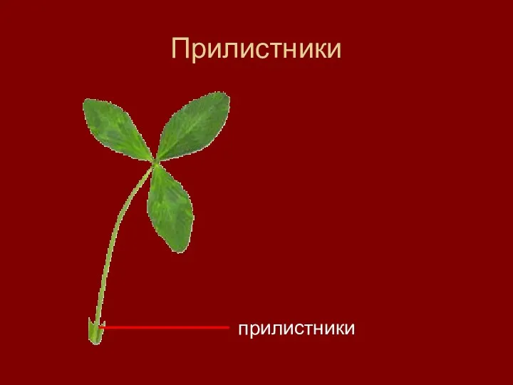 Прилистники