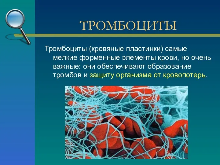 ТРОМБОЦИТЫ Тромбоциты (кровяные пластинки) самые мелкие форменные элементы крови, но очень важные: они
