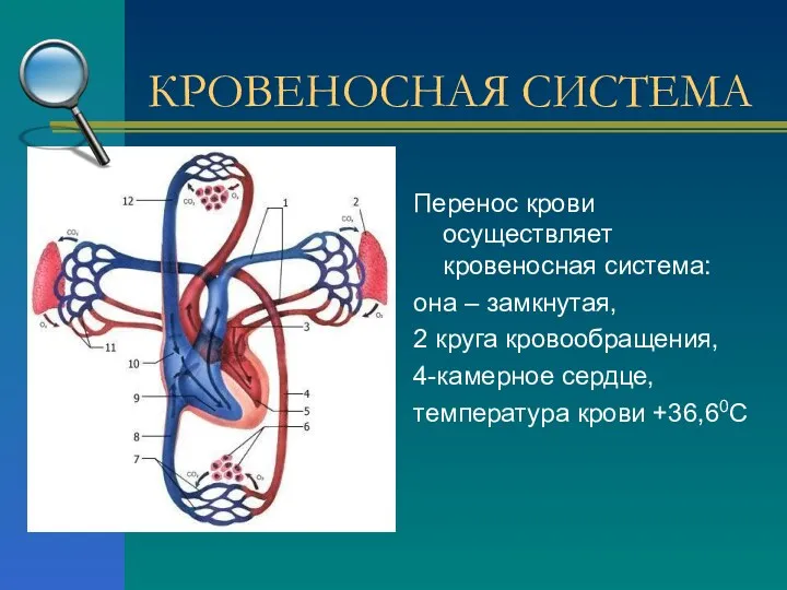 Перенос крови осуществляет кровеносная система: она – замкнутая, 2 круга кровообращения, 4-камерное сердце,