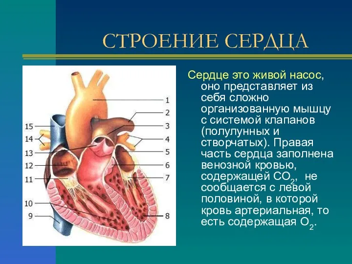 СТРОЕНИЕ СЕРДЦА Сердце это живой насос, оно представляет из себя сложно организованную мышцу