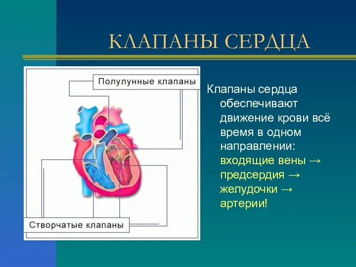 КЛАПАНЫ СЕРДЦА Клапаны сердца обеспечивают движение крови всё время в одном направлении: входящие