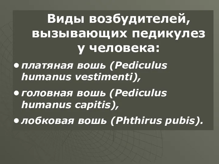 Виды возбудителей, вызывающих педикулез у человека: платяная вошь (Pediculus humanus