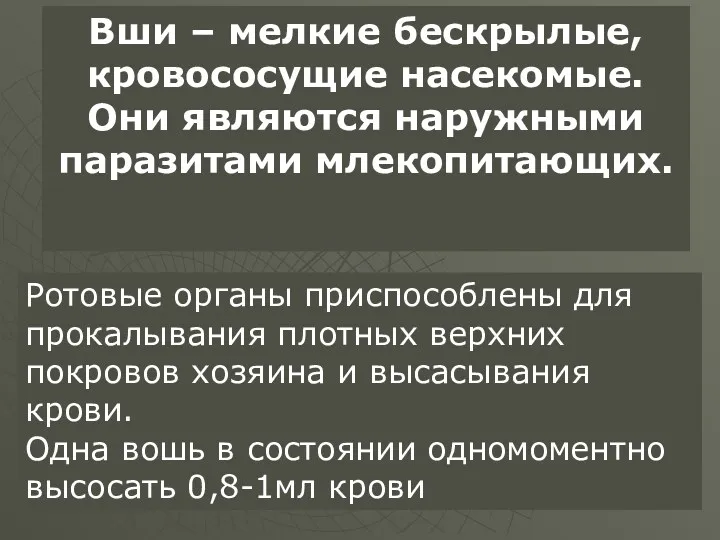 Вши – мелкие бескрылые, кровососущие насекомые. Они являются наружными паразитами