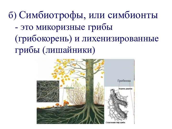 б) Симбиотрофы, или симбионты - это микоризные грибы (грибокорень) и лихенизированные грибы (лишайники)