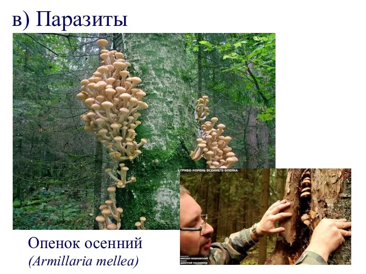 в) Паразиты Опенок осенний (Armillaria mellea)