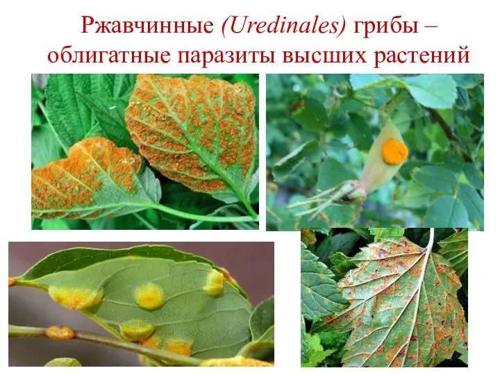 Ржавчинные (Uredinales) грибы – облигатные паразиты высших растений