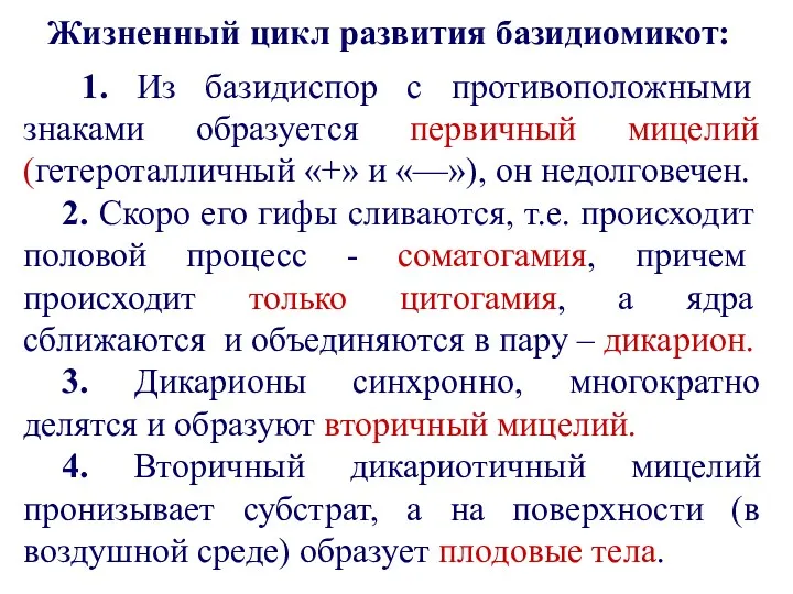 1. Из базидиспор с противоположными знаками образуется первичный мицелий (гетероталличный