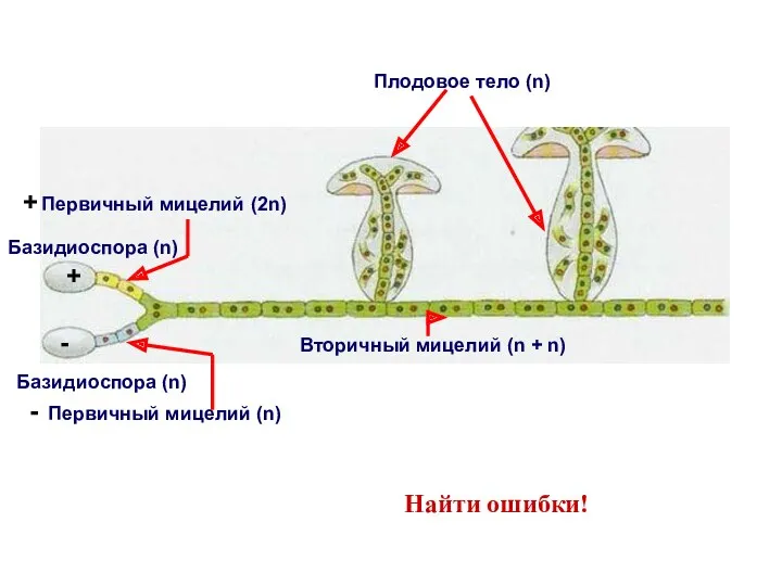 Найти ошибки!