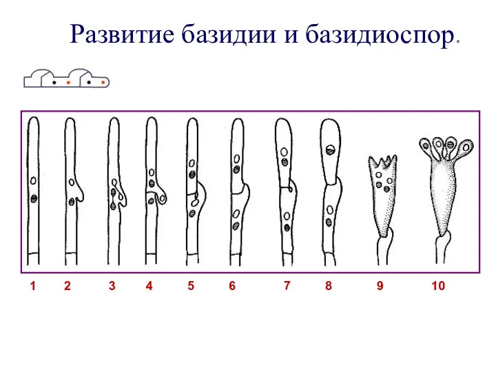 Развитие базидии и базидиоспор.