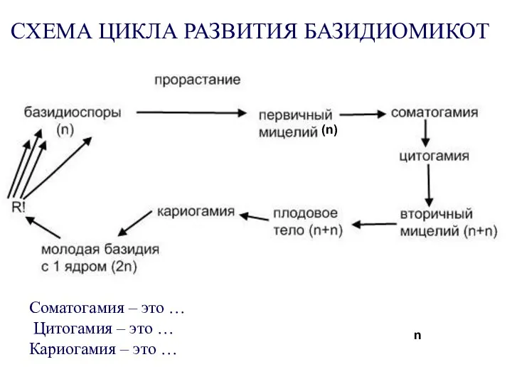 Соматогамия – это … Цитогамия – это … Кариогамия –