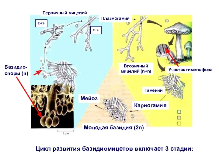 Цикл развития базидиомицетов включает 3 стадии: